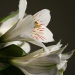 a close up of a white flower with green stems